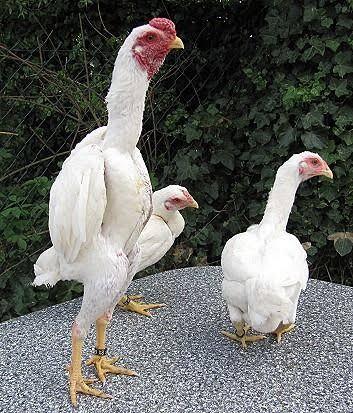 Ayam Gagah Dari Jepang Namanya Shamo