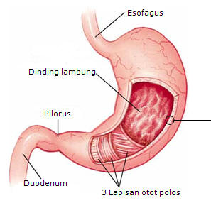 lambung.jpg