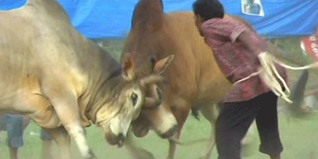 1115011-adu-lembu-620X310.gif
