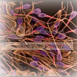 sperm1.jpg