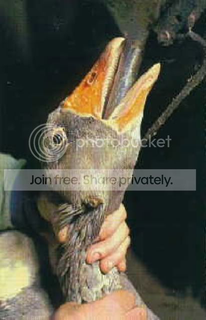 foie-gras-5_1.jpg
