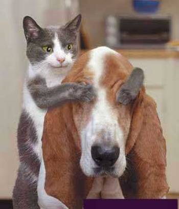 cat-playing-hide-seek.jpg