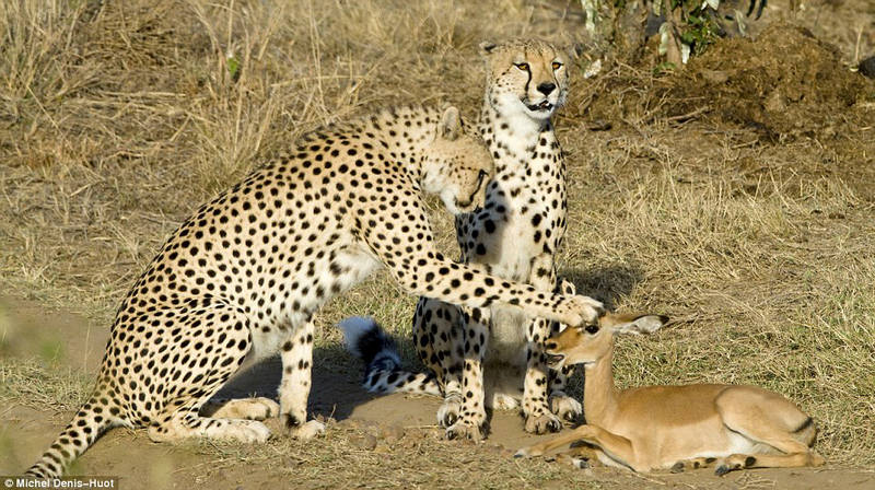 148383,xcitefun-friendly-cheetah-1.jpg