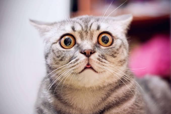 Sisi Lain Tentang Kucing