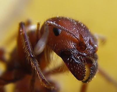 Ant_head_closeup.jpg