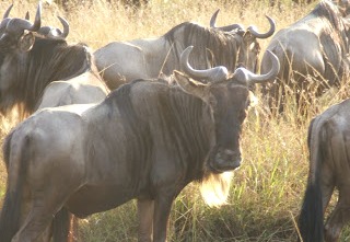 Wildebeests.jpg