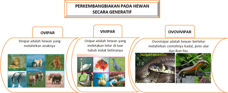 Unik! Hewan Ini Melahirkan Dari Punggung! (Trypophobia Alert!) 