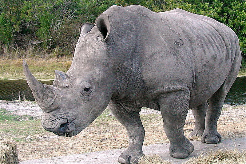 Top 20 Abnormally Large Animal That Really Exist