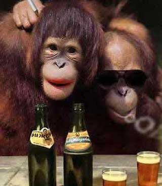 15399_funny-monkey-4.jpg