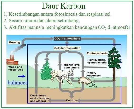 Bila Lautan Tidak Ada Oksigen Apa Yang Akan Terjadi? 