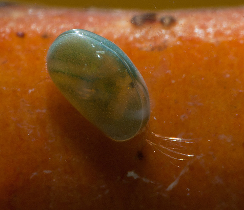 4a81G.jpg