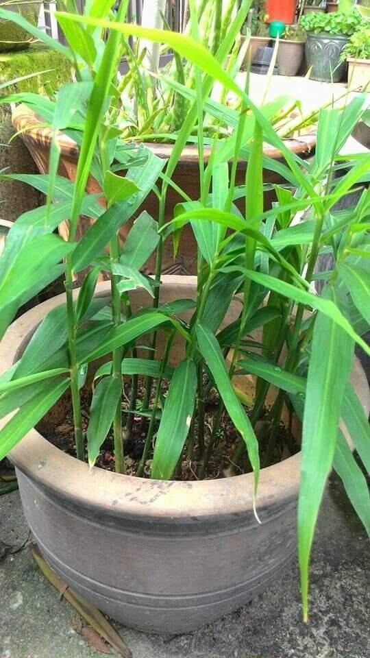 Tanaman Obat Keluarga Yang Mudah Ditanam Di Pot