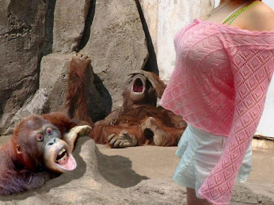 monyet+nakal.jpg