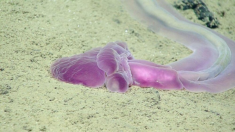 10 Fakta Tentang Palung Mariana 