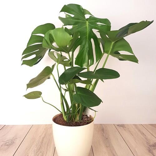 Monstera, Tanaman Estetik yg Bernilai Tinggi