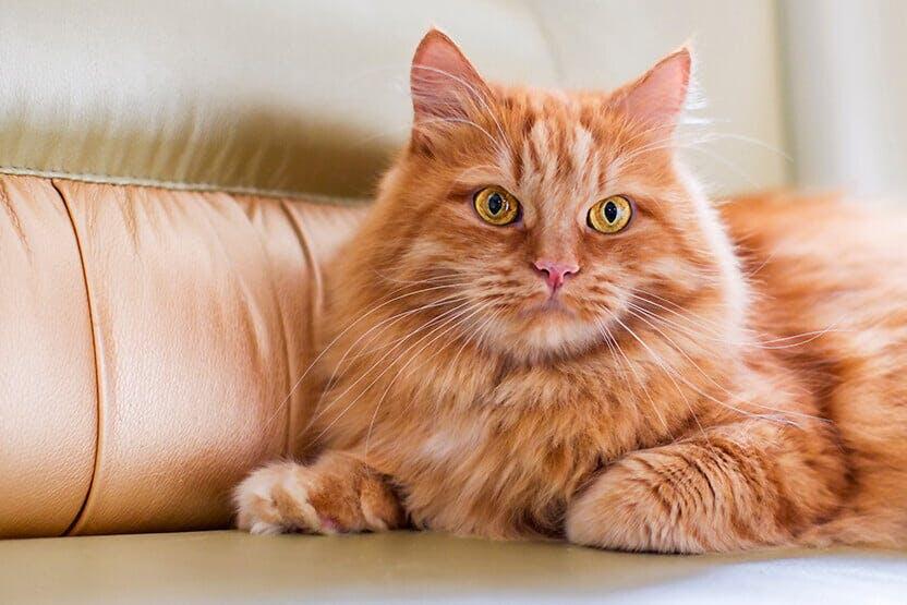 Mengenal Funfact Menarik Tentang Kucing! Part 1