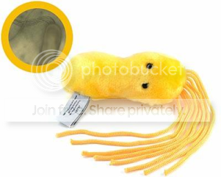 bacteria_ulcer.png