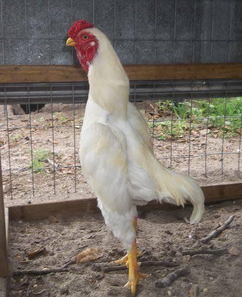 Ayam Gagah Dari Jepang Namanya Shamo