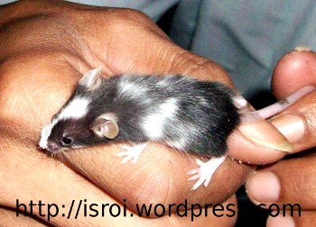 tikusbelang02.jpg