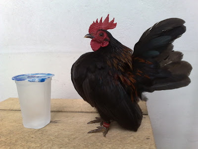 ayam3.jpg