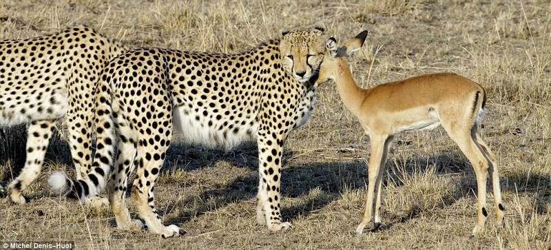 148382,xcitefun-friendly-cheetah-2.jpg