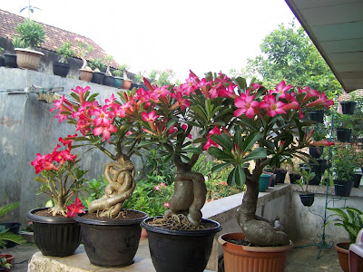 Adenium.jpg