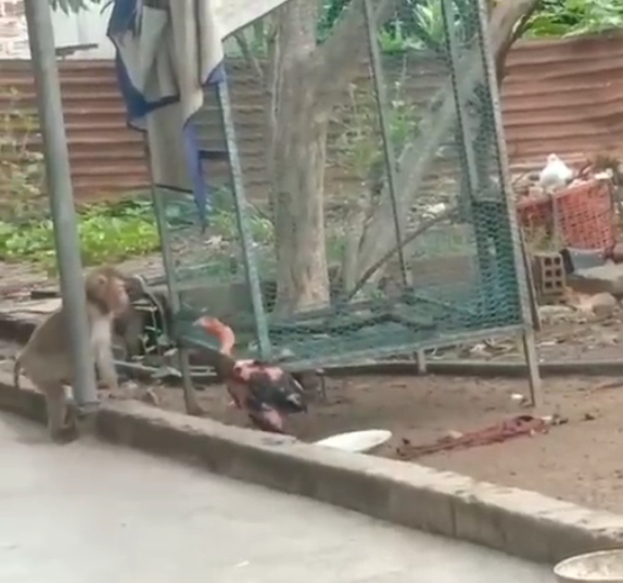 Temennya berantem, dia malah cuma menonton, ANJING memang