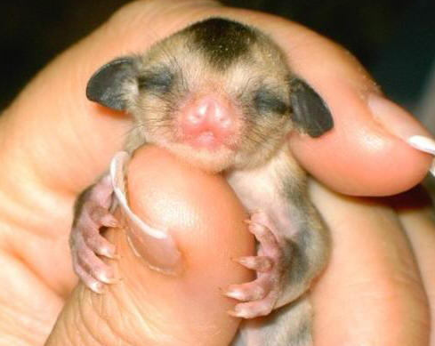 sugar_glider.jpg