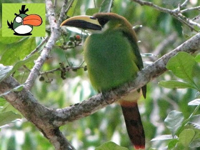 angry-bird6.jpg