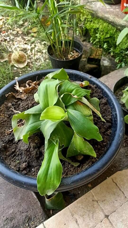 Tanaman Obat Keluarga Yang Mudah Ditanam Di Pot