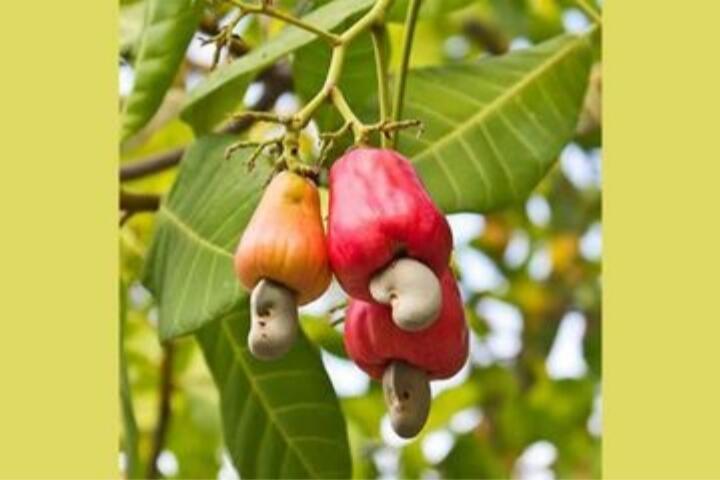 Empat Macam Hal yg Dilakukan Agar Jambu Monyet Tidak Terbuang Percuma