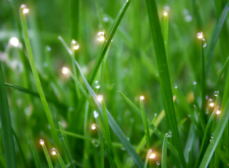 rumput.jpg