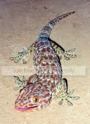 180px-Tokay_Gecko.jpg