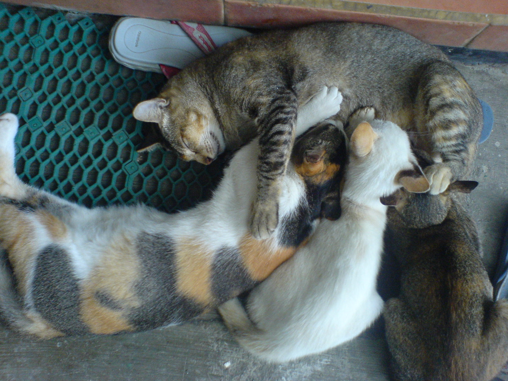 dsc01665.jpg