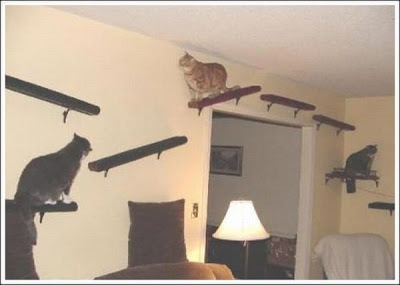 cat_walkways_03.jpg
