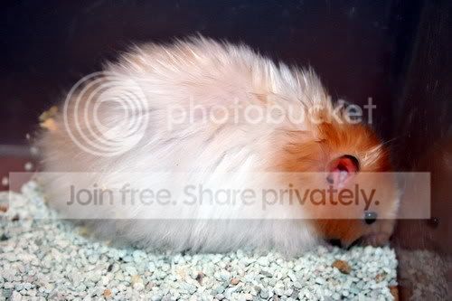 syrianlonghair007.jpg