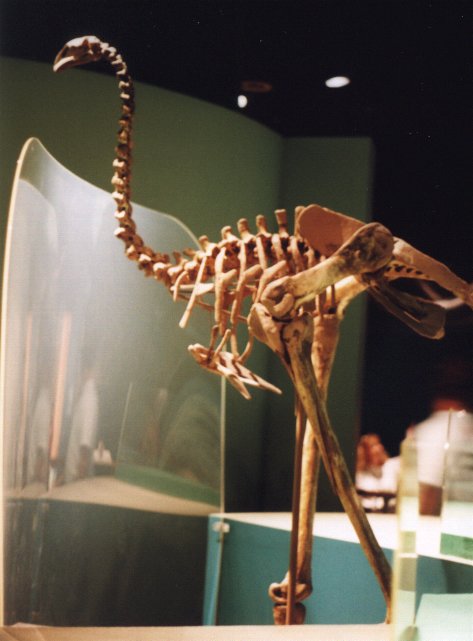 moa.jpg