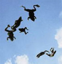 rainingfrogshr1.jpg