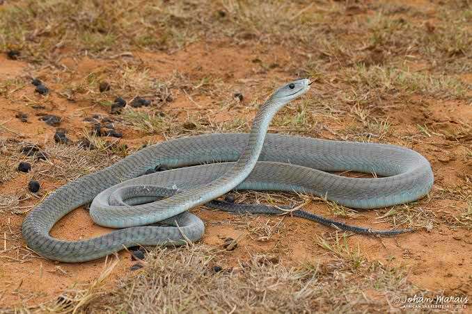 Bersyukur Ular Black Mamba Tidak Ramai Di Indonesia