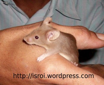 tikuscoklat01.jpg