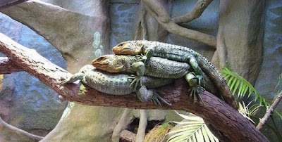 animal_sex_03.jpg