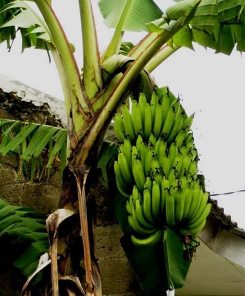 Pisang Ambon, Ternyata Bukan Berasal Dari Ambon