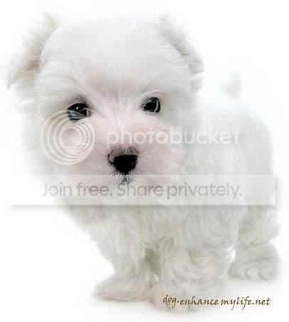 cute-dog.jpg