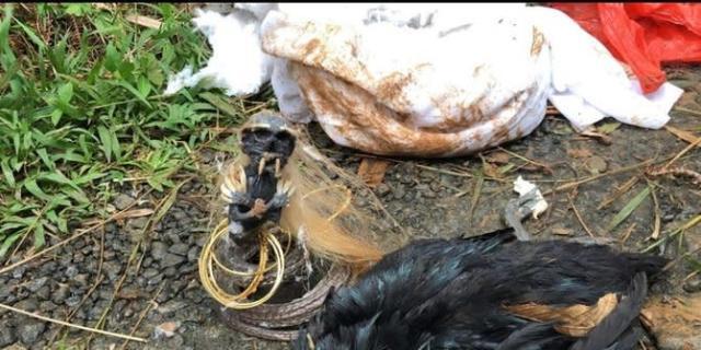 Ditemukan Jenglot berbadan ular. Darimana sebenarnya jenglot