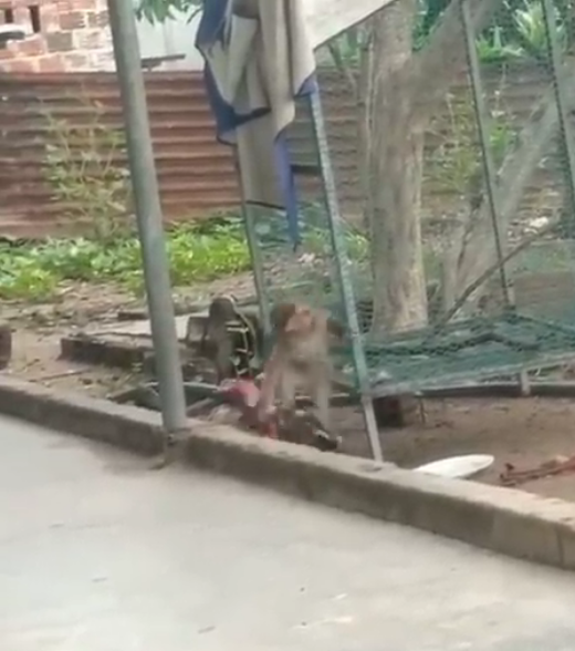 Temennya berantem, dia malah cuma menonton, ANJING memang