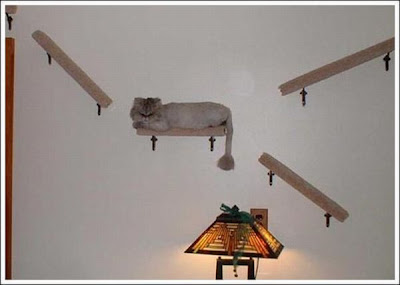 cat_walkways_13.jpg
