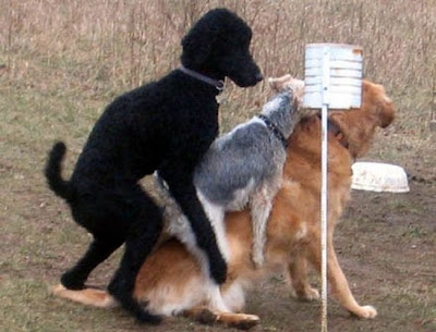 animal_sex_04.jpg
