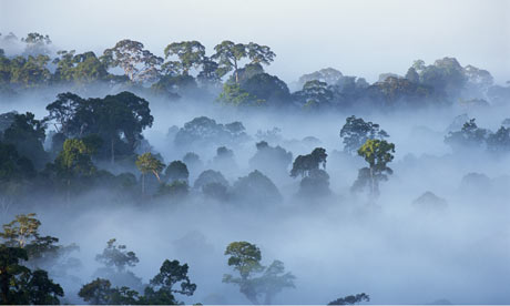 Morning-over-a-Borneo-for-001.jpg