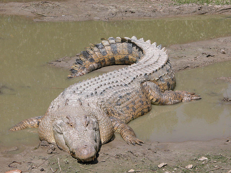 Top 20 Abnormally Large Animal That Really Exist