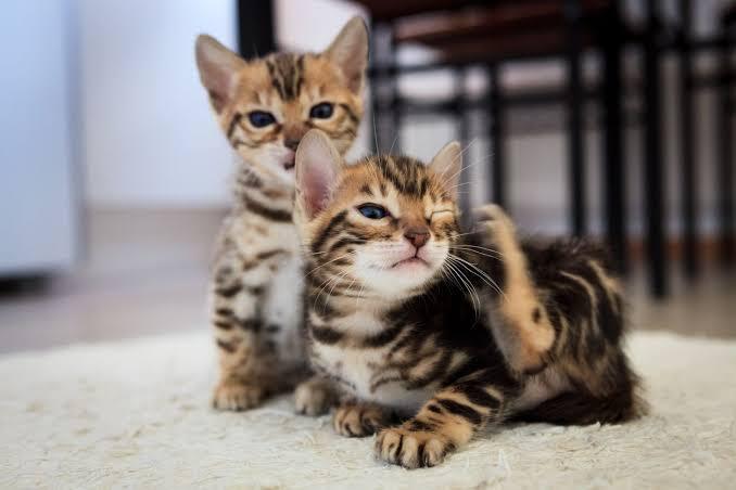 Sering Liat Kucing Mengubur Kotorannya Sendiri? Ternyata Begini Alasannya!